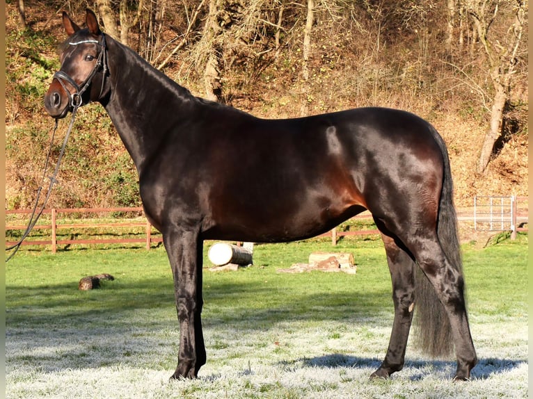 Westfaliano Yegua 6 años 170 cm Castaño oscuro in Schenklengsfeld