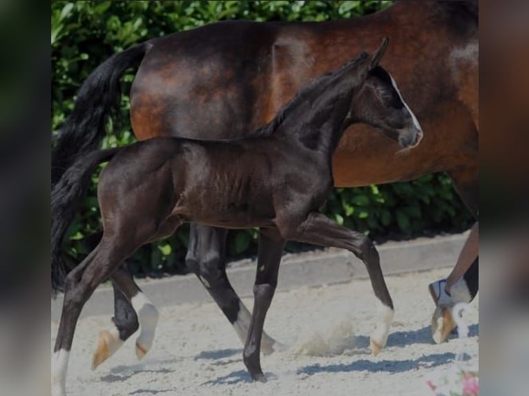 Westfaliano Yegua 6 años 170 cm Negro in Wiesmoor
