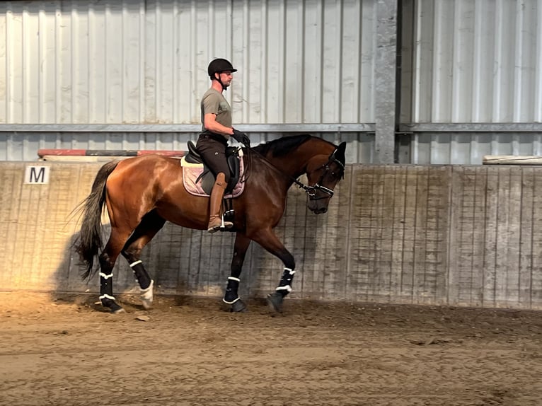 Westfaliano Yegua 6 años 172 cm Castaño in Geldern