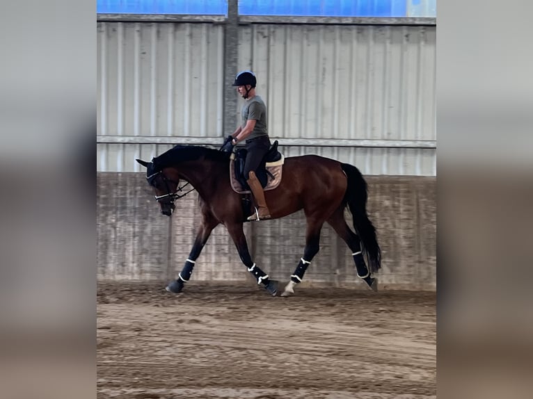 Westfaliano Yegua 6 años 172 cm Castaño in Geldern