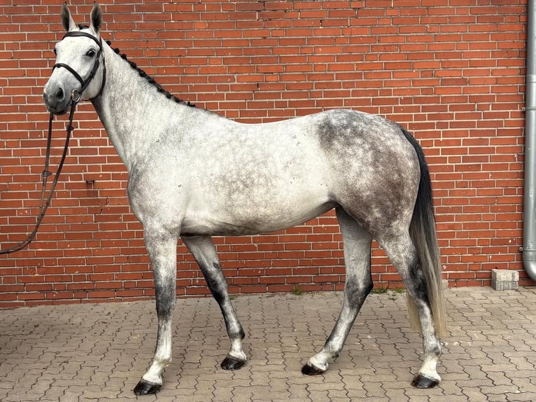 Westfaliano Yegua 6 años 172 cm Tordo rodado in Lohne (Oldenburg)