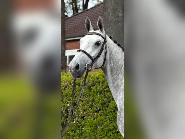 Westfaliano Yegua 6 años 172 cm Tordo rodado in Lohne (Oldenburg)