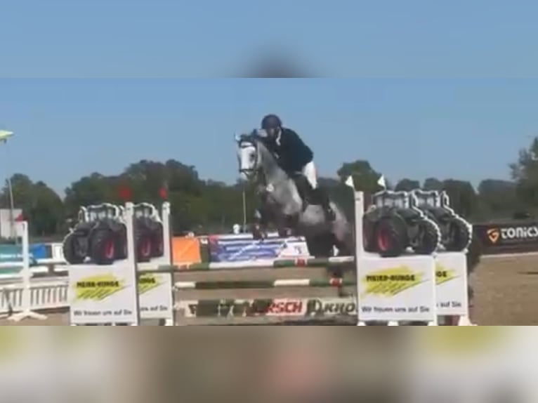 Westfaliano Yegua 6 años 172 cm Tordo rodado in Lohne (Oldenburg)