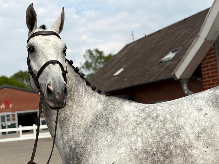 Westfaliano Yegua 6 años 172 cm Tordo rodado in Lohne (Oldenburg)