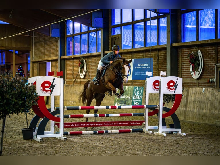 Westfaliano Yegua 6 años 173 cm Alazán in Kürten