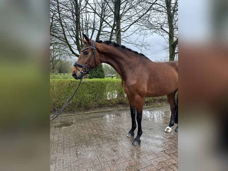 Westfaliano Yegua 6 años 173 cm Castaño in Düsseldorf