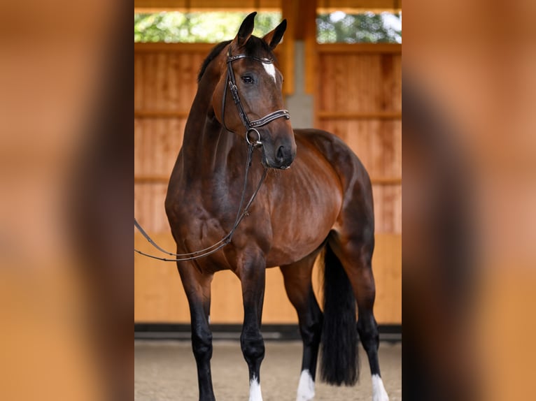 Westfaliano Yegua 6 años 173 cm Castaño in Bergheim