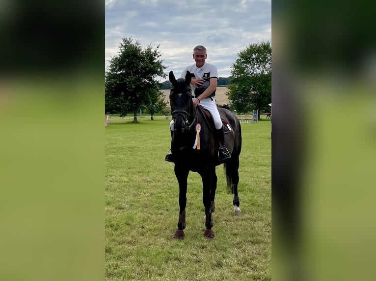 Westfaliano Yegua 6 años 174 cm Morcillo in Fürth