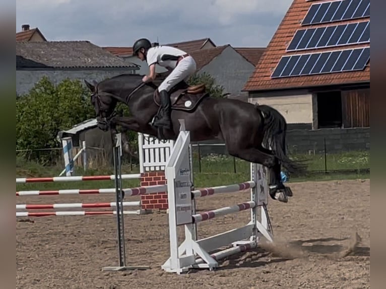 Westfaliano Yegua 6 años 174 cm Morcillo in Fürth