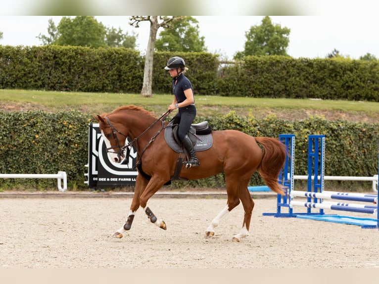 Westfaliano Yegua 6 años 175 cm Alazán in Neunkirchen-Seelscheid
