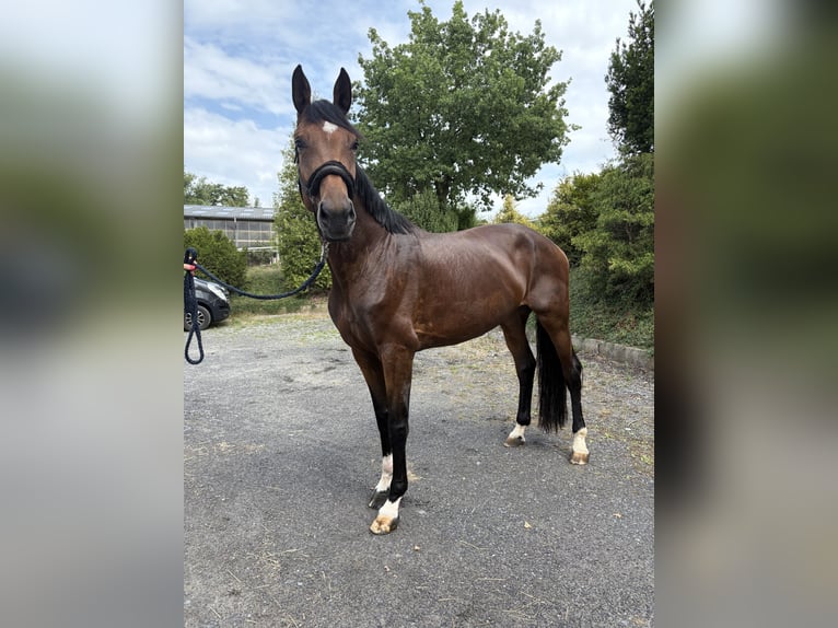 Westfaliano Yegua 6 años 176 cm Castaño oscuro in Iserlohn