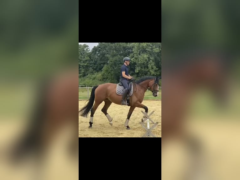 Westfaliano Yegua 6 años 180 cm Castaño in Halle