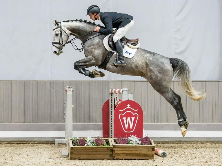 Westfaliano Yegua 6 años Tordo in Münster-Handorf