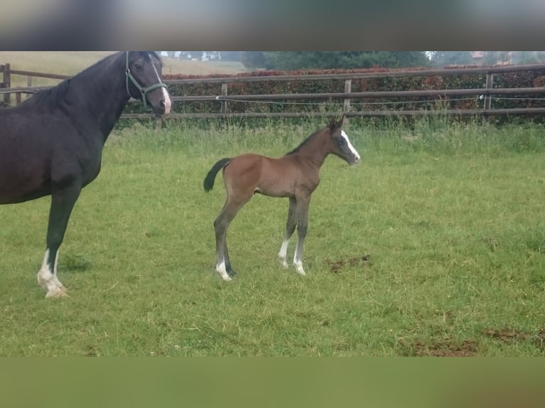 Westfaliano Yegua 6 años Tordo in Waldbröl