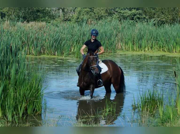 Westfaliano Yegua 7 años 163 cm Castaño in Iserlohn