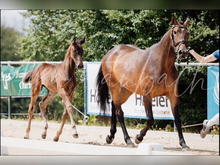 Westfaliano Yegua 7 años 164 cm Castaño in Gummersbach