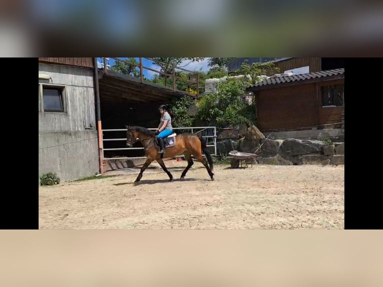 Westfaliano Yegua 7 años 164 cm Castaño in Gummersbach