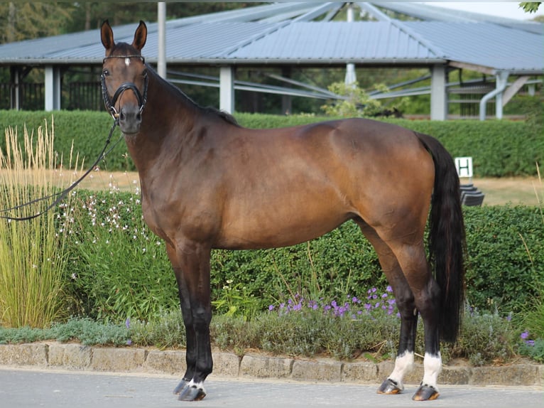 Westfaliano Yegua 7 años 165 cm Castaño in Datteln