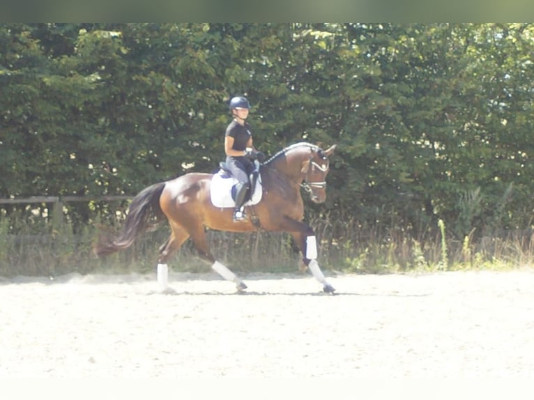 Westfaliano Yegua 7 años 165 cm Castaño oscuro in Iserlohn