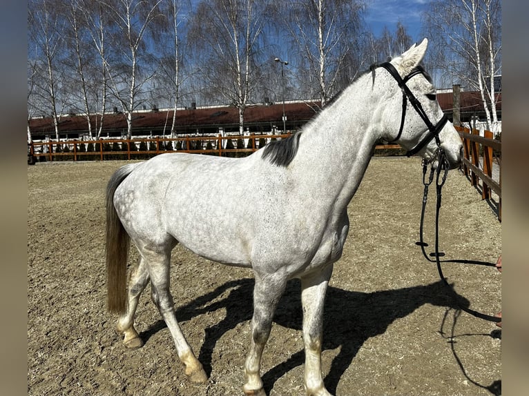 Westfaliano Yegua 7 años 165 cm Tordo picazo in Dej, Cluj