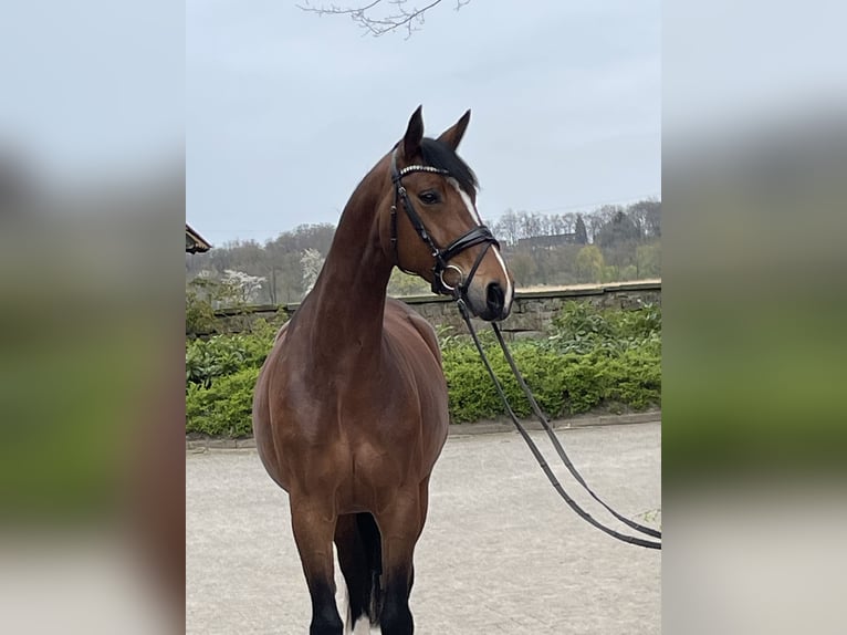 Westfaliano Yegua 7 años 166 cm Castaño in Ibbenbüren