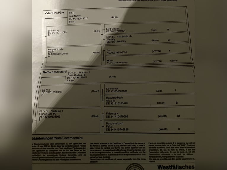 Westfaliano Yegua 7 años 166 cm Castaño in Mönchengladbach