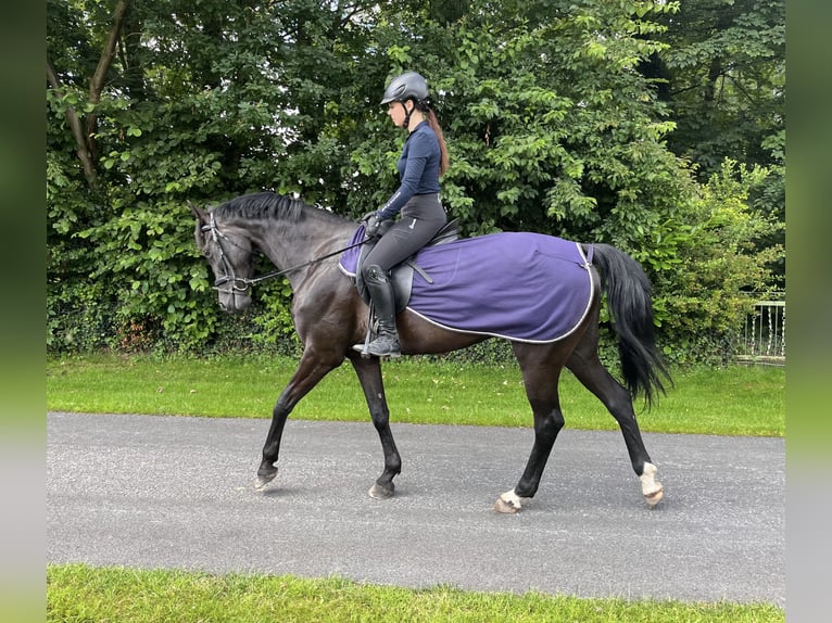 Westfaliano Yegua 7 años 166 cm Morcillo in M&#xFC;nster