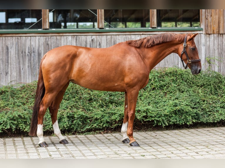 Westfaliano Yegua 7 años 167 cm Alazán in Coesfeld