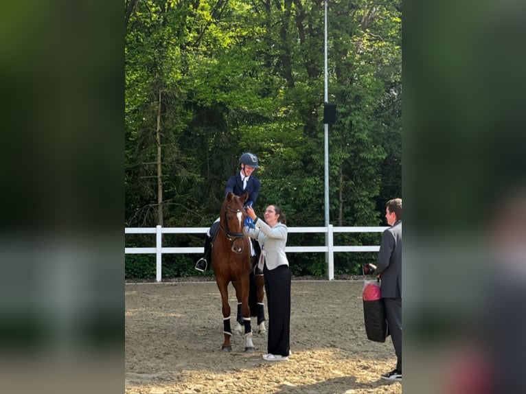 Westfaliano Yegua 7 años 167 cm Alazán in Coesfeld