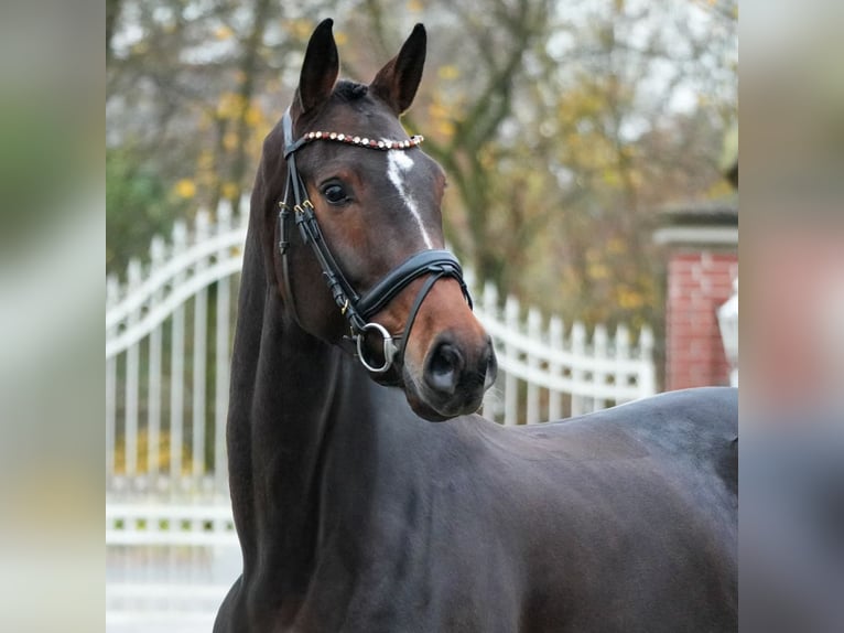 Westfaliano Yegua 7 años 167 cm Castaño oscuro in Verden