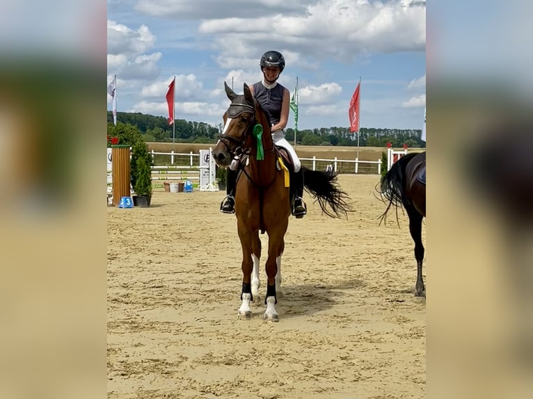 Westfaliano Yegua 7 años 168 cm Alazán in Soest