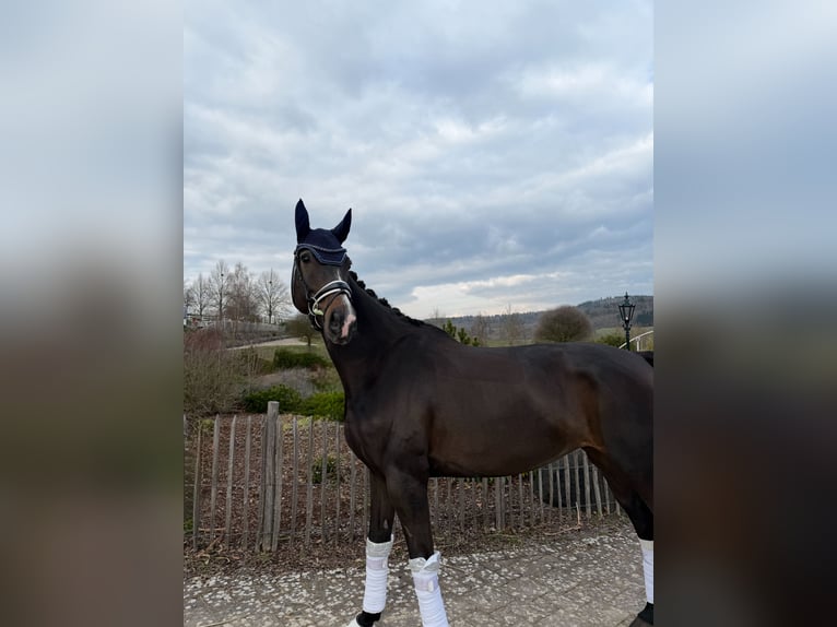 Westfaliano Yegua 7 años 168 cm Morcillo in Haiger