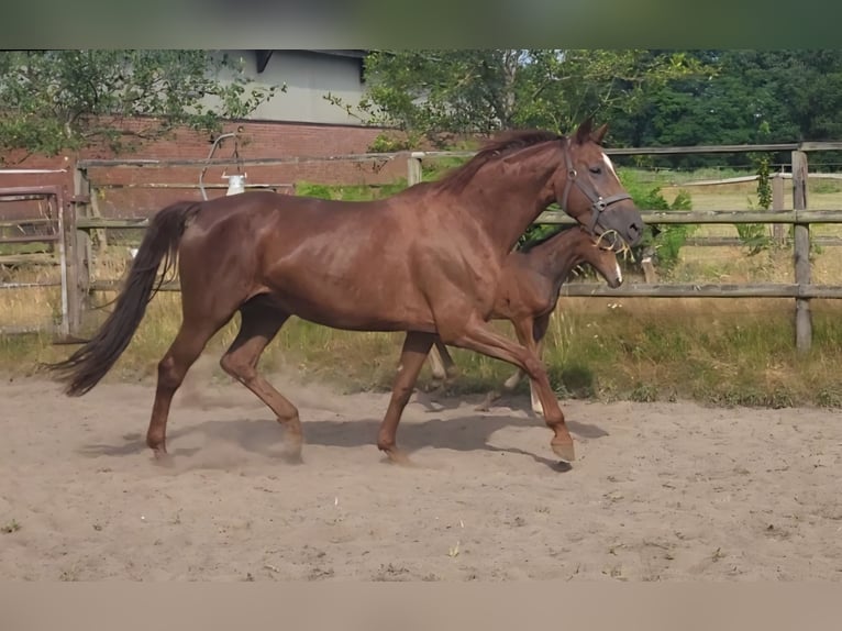 Westfaliano Yegua 7 años 169 cm Alazán in Steinfurt