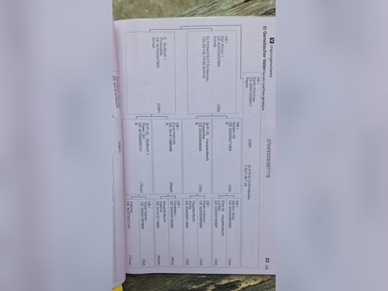 Westfaliano Yegua 7 años 170 cm Alazán in Versmold