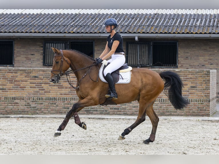 Westfaliano Yegua 7 años 170 cm Castaño in Waddinxveen