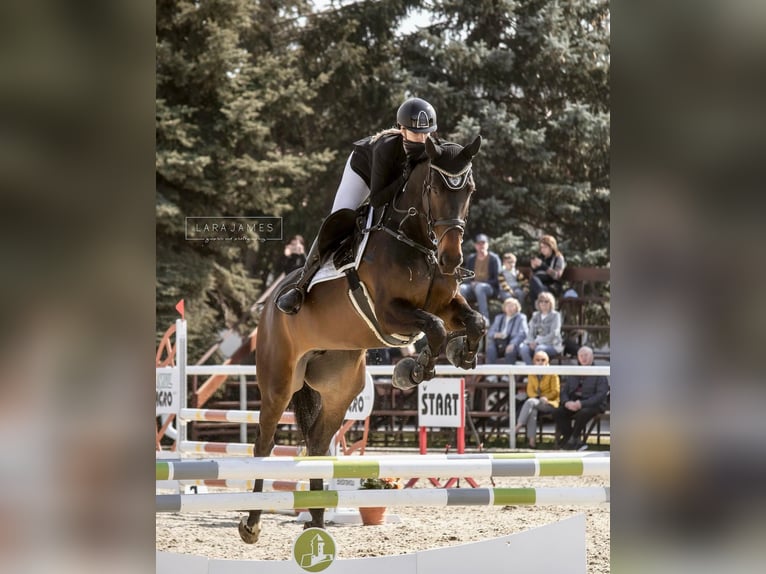 Westfaliano Yegua 7 años 173 cm Castaño in Motešice