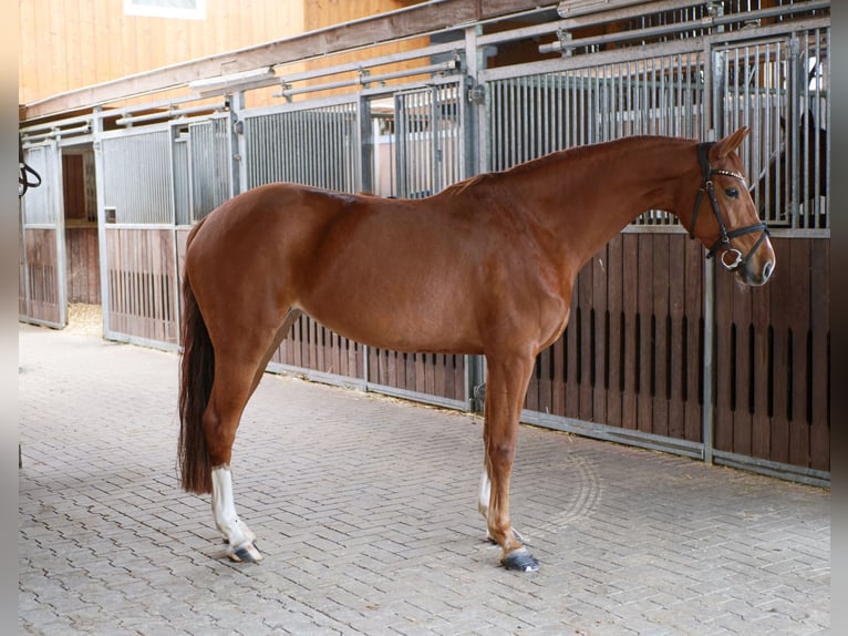 Westfaliano Yegua 8 años 153 cm Alazán in Ankum