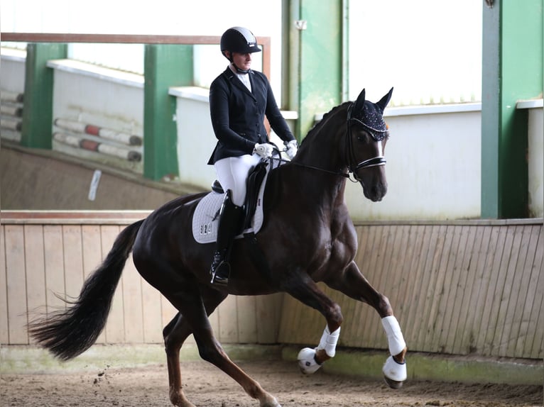 Westfaliano Yegua 8 años 164 cm Alazán-tostado in Attendorn