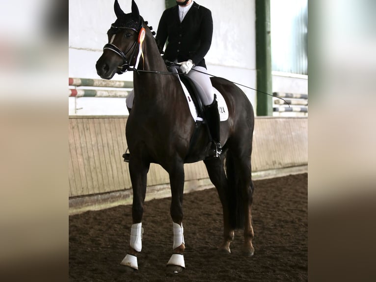 Westfaliano Yegua 8 años 164 cm Alazán-tostado in Attendorn