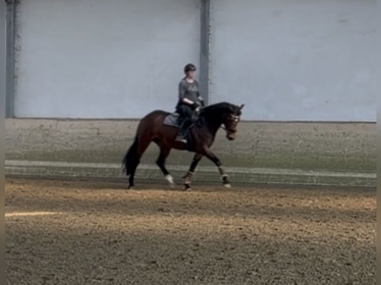 Westfaliano Yegua 8 años 164 cm Castaño in Salzkotten