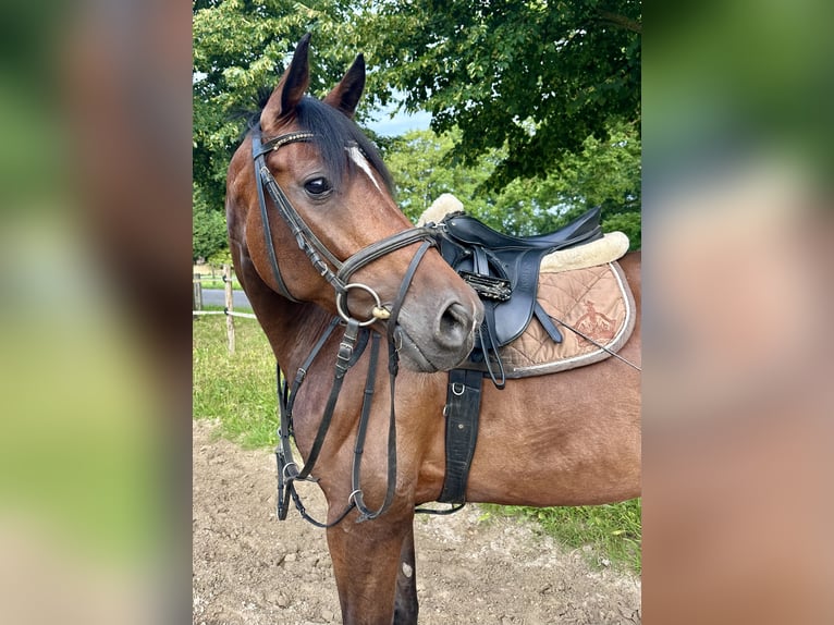 Westfaliano Yegua 8 años 165 cm Castaño in Mönchengladbach