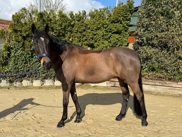 Westfaliano Yegua 8 años 165 cm Castaño oscuro in Gevelsberg