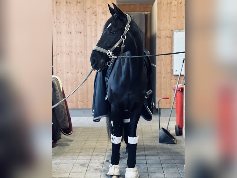 Westfaliano Yegua 8 años 166 cm Morcillo in Garching bei MünchenGarching Westfaliano Yegua 8 años 166 cm Morcillo in Garching bei MünchenGarching