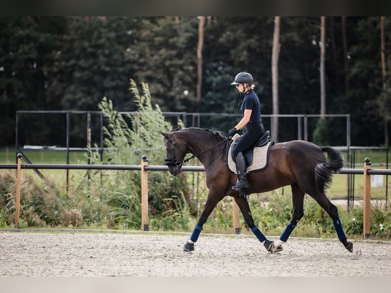 Westfaliano Yegua 8 años 166 cm Negro in Duszniki