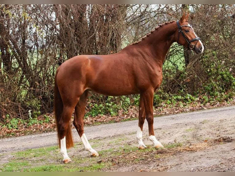 Westfaliano Yegua 8 años 167 cm Alazán in Voorst