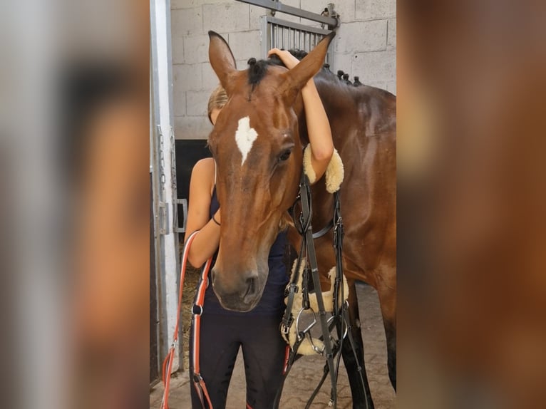 Westfaliano Yegua 8 años 167 cm Castaño in Kaldenkirchen