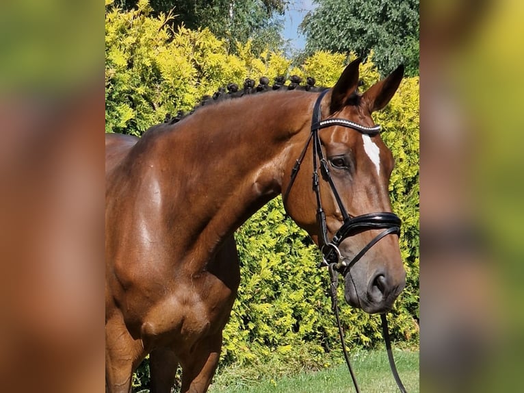 Westfaliano Yegua 8 años 167 cm Castaño in Kaldenkirchen
