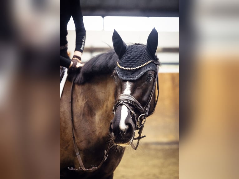 Westfaliano Yegua 8 años 167 cm Morcillo in Arnsberg