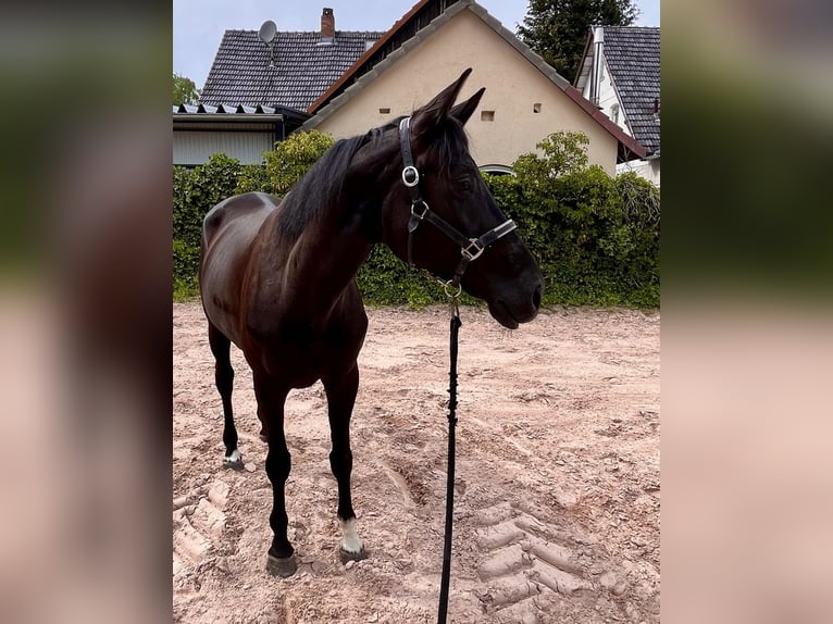 Westfaliano Yegua 8 años 167 cm Negro in Sonnefeld