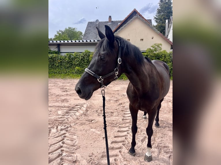 Westfaliano Yegua 8 años 167 cm Negro in Sonnefeld